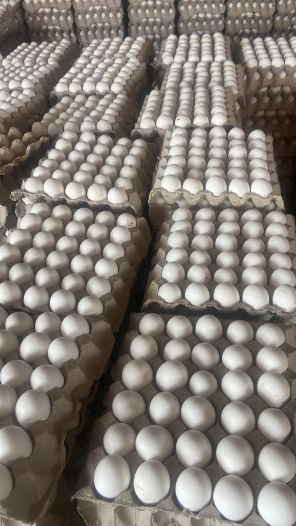 4ce905db424e133ca2b73a9df4c66d52